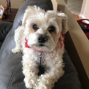 Meet your Posher, Casey